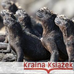 Karnet kwadrat z kopertą Marine Iguanas null 5015278361130