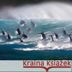 Karnet kwadrat z kopertą Surfing Bottlenose Doplhi null 5015278361154