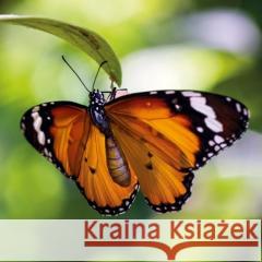 Karnet kwadrat z kopertą Tiger Butterfly null 5015278361161