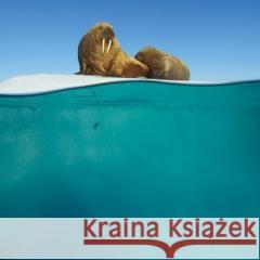 Karnet kwadrat z kopertą Walrus Mother and Calf null 5015278361178