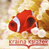 Karnet kwadrat z kopertą Clownfish in sea anemone null 5015278361185