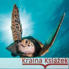 Karnet kwadrat z kopertą Green Turtle null 5015278361215