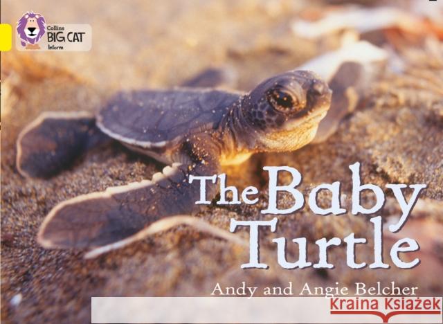 The Baby Turtle: Band 03/Yellow Angie Belcher 9780007186594 HarperCollins Publishers