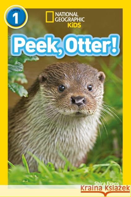 Peek, Otter!: Level 1 National Geographic Kids 9780008266547 HarperCollins Publishers