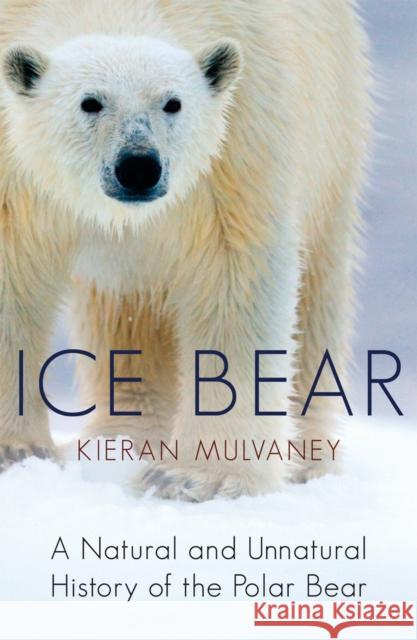 Ice Bear : A Natural and Unnatural History of the Polar Bear Kieran Mulvaney 9780099534129