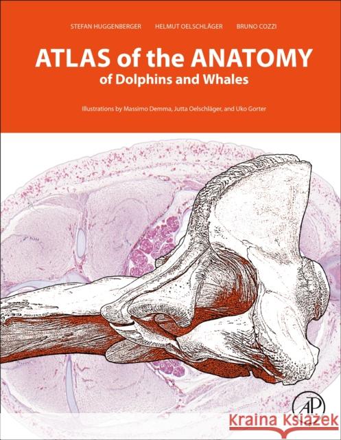 Atlas of the Anatomy of Dolphins and Whales Stefan Huggenberger Bruno Cozzi Helmut A. Oelschlager 9780128024461 Academic Press