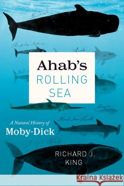 Ahab's Rolling Sea: A Natural History of Moby-Dick King, Richard J. 9780226514963 University of Chicago Press