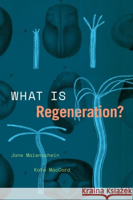 What Is Regeneration? Kate Maccord Jane Maienschein 9780226816562 University of Chicago Press