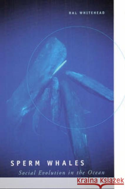 Sperm Whales: Social Evolution in the Ocean Whitehead, Hal 9780226895185 University of Chicago Press