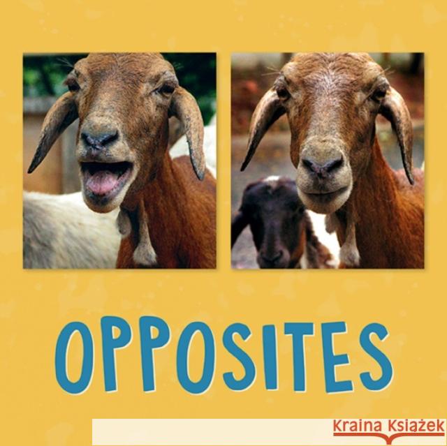 Opposites: English Edition Knowles, Kathy 9780228702474 Nunavummi