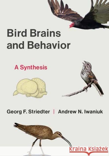 Bird Brains and Behavior: A Synthesis Andrew Iwaniuk 9780262552738 MIT Press