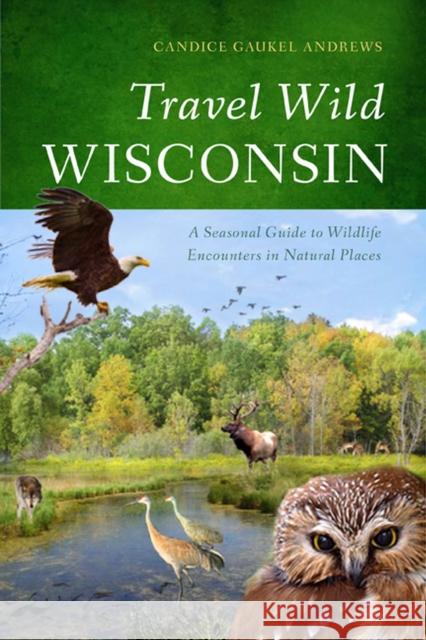 Travel Wild Wisconsin: A Seasonal Guide to Wildlife Encounters in Natural Places Andrews, Candice Gaukel 9780299291648 University of Wisconsin Press