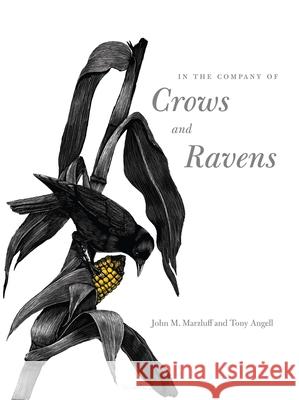 In the Company of Crows and Ravens John M. Marzluff Tony Angell Paul R. Ehrlich 9780300122558 Yale University Press