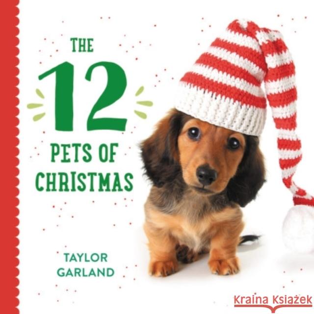 The 12 Pets of Christmas Taylor Garland 9780316420822 LB Kids