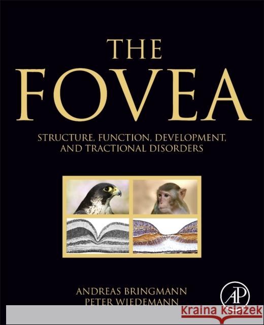 The Fovea: Structure, Function, Development, and Tractional Disorders Andreas Bringmann Peter Wiedemann 9780323904674 Academic Press