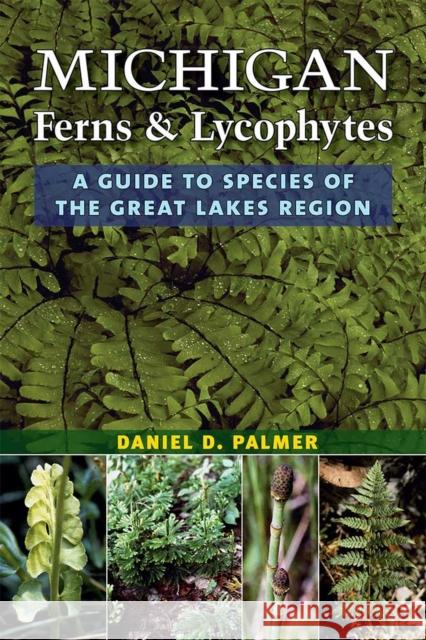 Michigan Ferns and Lycophytes: A Guide to Species of the Great Lakes Region Daniel D. Palmer 9780472037117