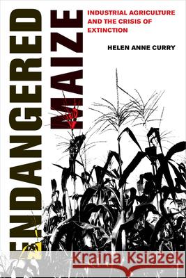 Endangered Maize: Industrial Agriculture and the Crisis of Extinction Helen Anne Curry 9780520307681