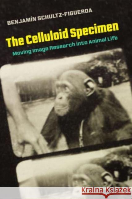 The Celluloid Specimen: Moving Image Research Into Animal Life Schultz-Figueroa, Benjamin 9780520342347 University of California Press