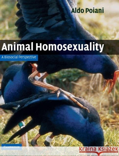 Animal Homosexuality: A Biosocial Perspective Poiani, Aldo 9780521196758