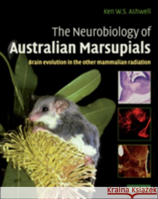 The Neurobiology of Australian Marsupials: Brain Evolution in the Other Mammalian Radiation Ashwell, Ken 9780521519458