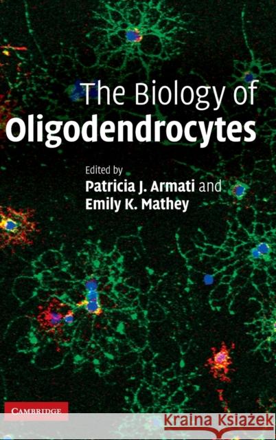 The Biology of Oligodendrocytes Patricia Armati 9780521899659