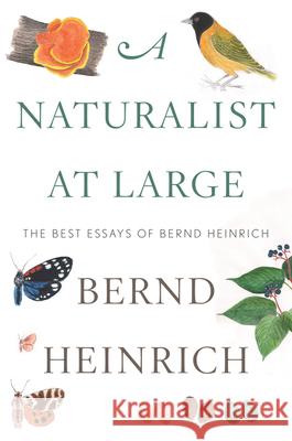 A Naturalist at Large: The Best Essays of Bernd Heinrich Bernd Heinrich 9780544986831 Houghton Mifflin