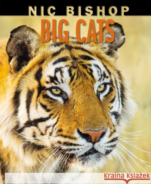 Nic Bishop Big Cats Nic Bishop Nic Bishop 9780545605779 Scholastic Inc.