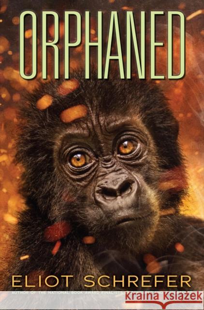 Orphaned (Ape Quartet #4) Eliot Schrefer 9780545655057 Scholastic Press