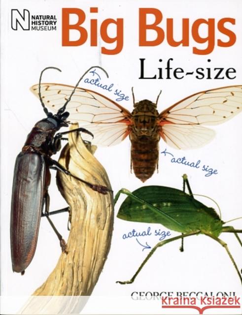 Big Bugs Life-Size  9780565092139 The Natural History Museum