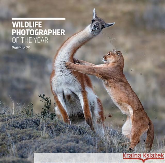 Wildlife Photographer of the Year: Portfolio 29 Rosamund Kidma 9780565094867 The Natural History Museum