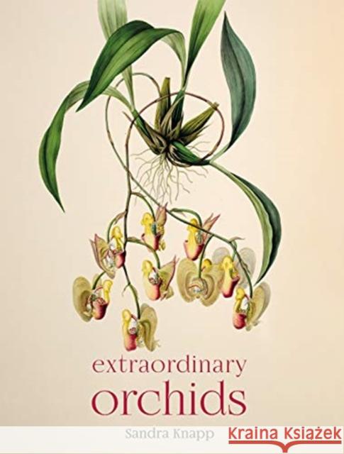 Extraordinary Orchids Sandra Knapp 9780565095147 The Natural History Museum