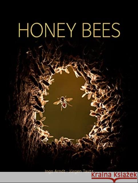 Honey Bees Jurgen Tautz 9780565095277