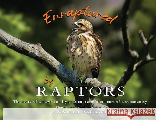 Enraptured by Raptors: The story of a hawk family that captured the heart of a community Jennifer Packard 9780578737249