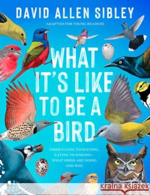 What It's Like to Be a Bird (Adapted for Young Readers) David Allen Sibley 9780593430187 Random House USA Inc