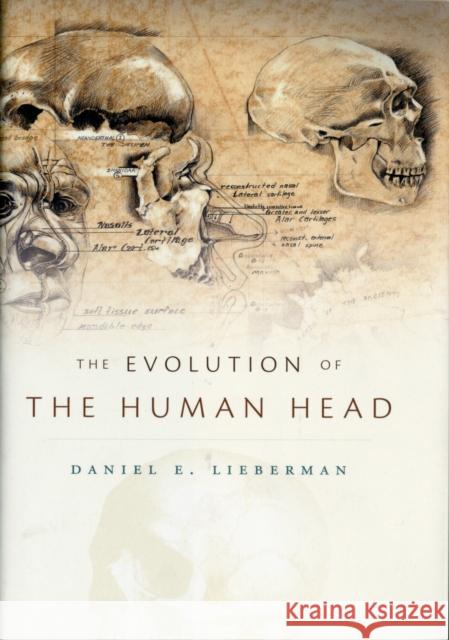 The Evolution of the Human Head Daniel E Lieberman 9780674046368