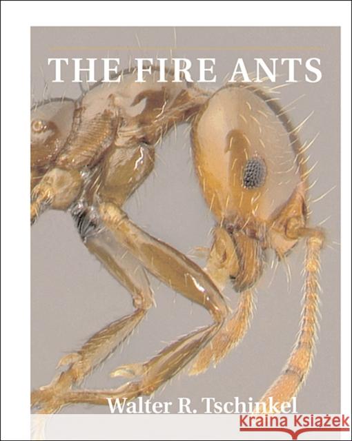 The Fire Ants Walter Tschinkel 9780674072404 0