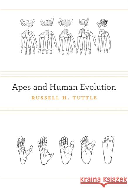 Apes and Human Evolution Russell H Tuttle 9780674073166