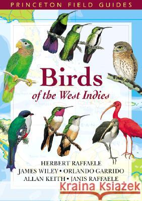 Birds of the West Indies Herbert Raffaele Orlando Garrido Allan Keith 9780691113197 Princeton University Press