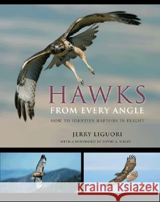 Hawks from Every Angle: How to Identify Raptors In Flight Jerry Liguori David A. Sibley  9780691118246 Princeton University Press