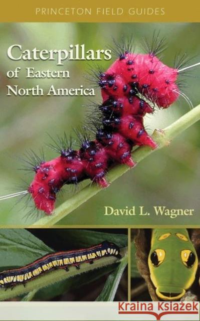 Caterpillars of Eastern North America: A Guide to Identification and Natural History Wagner, David L. 9780691121444
