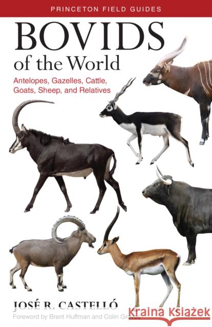 Bovids of the World: Antelopes, Gazelles, Cattle, Goats, Sheep, and Relatives Castelló, José R. 9780691167176