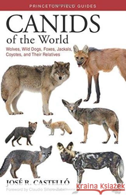 Canids of the World: Wolves, Wild Dogs, Foxes, Jackals, Coyotes, and Their Relatives Jose R. Castello Claudio Sillero-Zubiri 9780691176857
