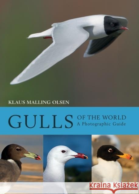 Gulls of the World: A Photographic Guide Klaus Malling Olsen 9780691180595