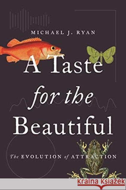 A Taste for the Beautiful: The Evolution of Attraction Michael Ryan 9780691191393 Princeton University Press