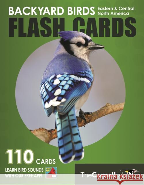 Backyard Birds Flash Cards - Eastern & Central North America Cornell Lab of Ornithology 9780691194707