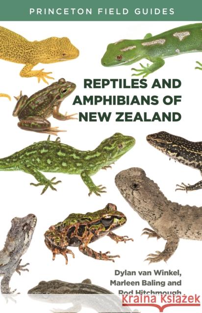 Reptiles and Amphibians of New Zealand Dylan Van Winkel Marleen Baling Rod Hitchmough 9780691199504 Princeton University Press