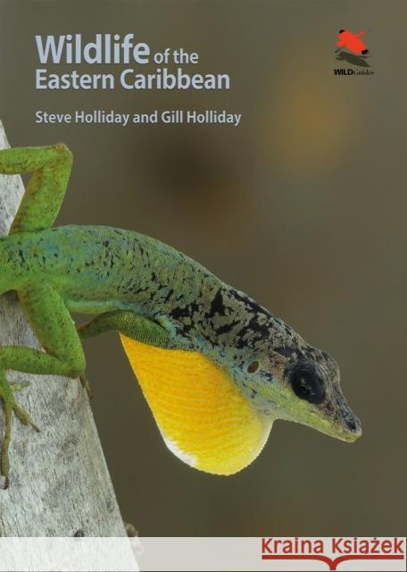Wildlife of the Eastern Caribbean Gillian Holliday 9780691199818 Princeton University Press