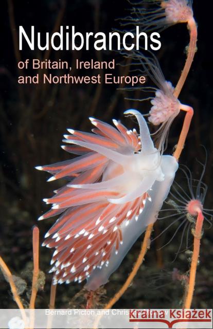 Nudibranchs of Britain, Ireland and Northwest Europe Christine Morrow 9780691208794 Princeton University Press