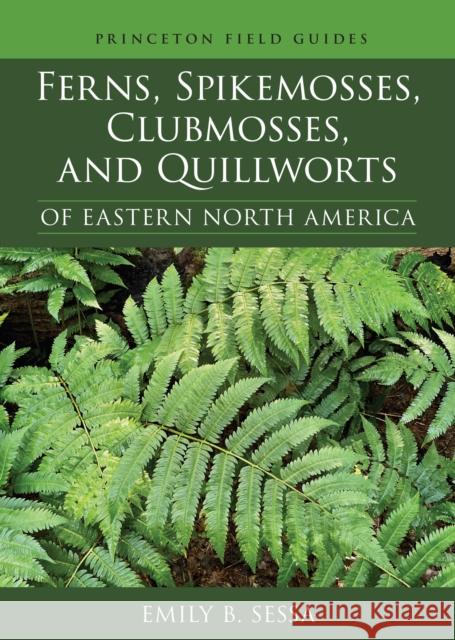 Ferns, Spikemosses, Clubmosses, and Quillworts of Eastern North America Emily B. Sessa 9780691219455 Princeton University Press