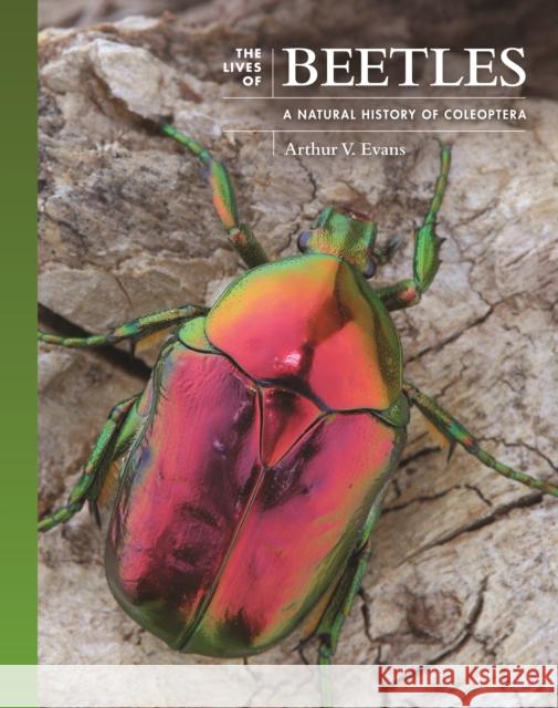 The Lives of Beetles: A Natural History of Coleoptera Evans, Arthur V. 9780691236513